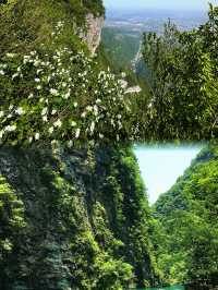 一個人去張家界！喺雲端遇到最治癒嘅風景