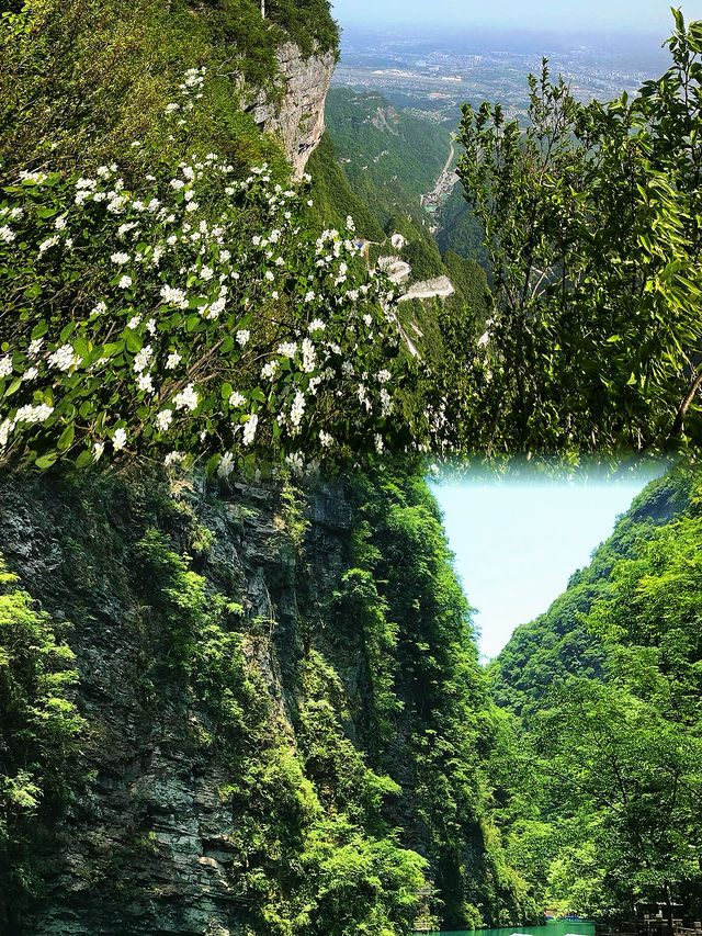 一個人去張家界！喺雲端遇到最治癒嘅風景