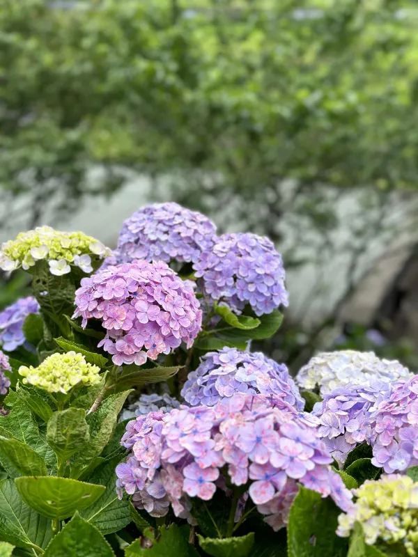 來看花兒啦🌷台灣竹子湖繡球花好漂亮🌺