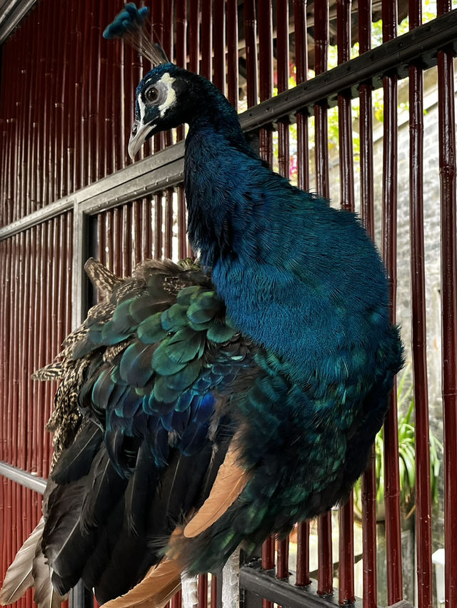 Yuyin garden🦚