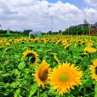沒有向日葵花海的夏天是不完整的🌻！