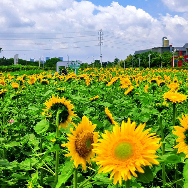 沒有向日葵花海的夏天是不完整的🌻！