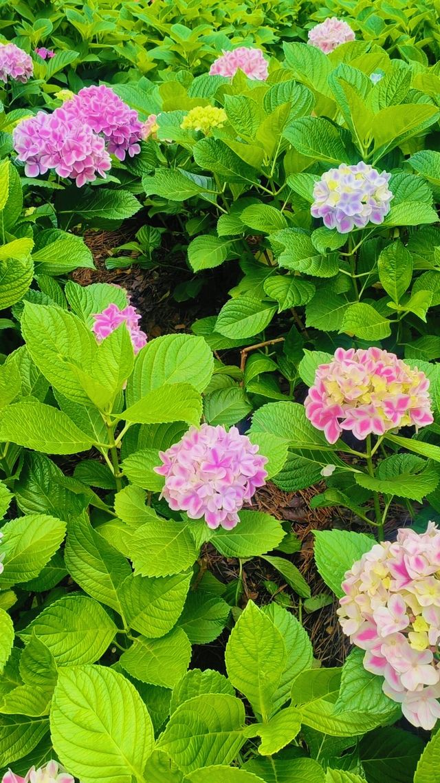 《臨平公園，邊度可以欣賞到最美嘅自然風光？》