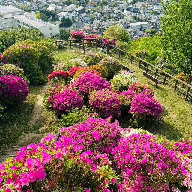 【千葉舘山一日遊！海風與杜鵑花的治愈之旅】