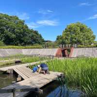 【東京賞繡球花秘地！多摩川台公園人少花又多～】