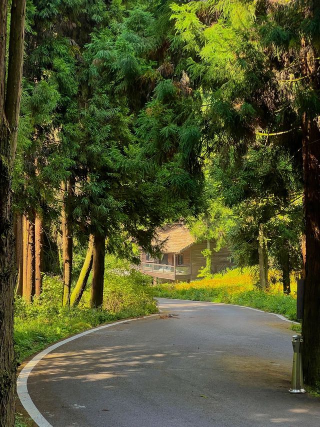 重慶最適合度假嘅森林公園人少景靚