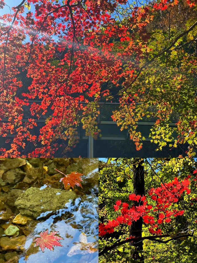 關門山賞楓全攻略 秋天到了，和大橘一起去賞秋