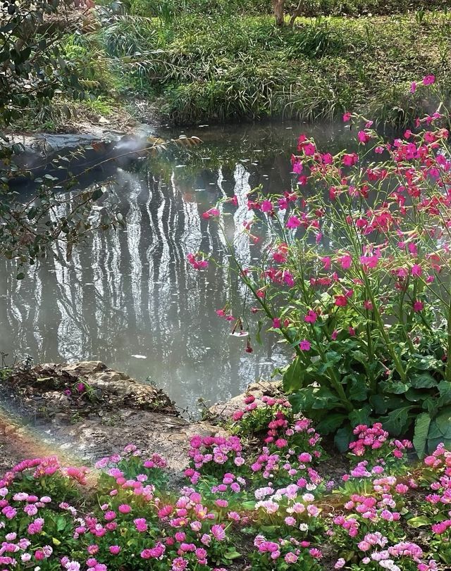 南京中山植物園大賞花浪漫程度不輸玫瑰！
