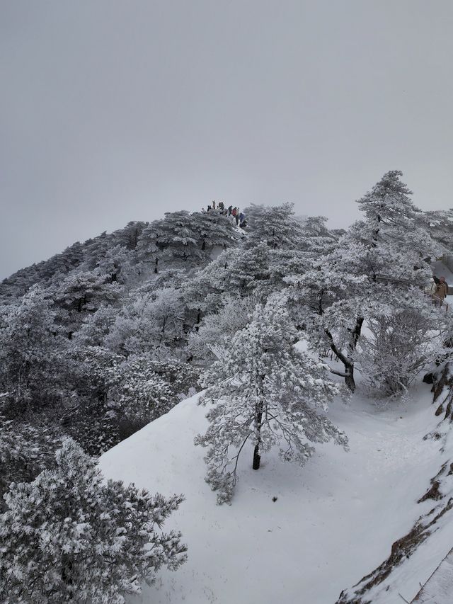 黃山冬日仙境！保姆級雪景攻略+冷門機位大公開 杭州出發2h直達！黃山雪景封神了家人們！ 