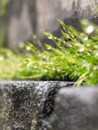 秋雨染苔，古城牆的秋日情書