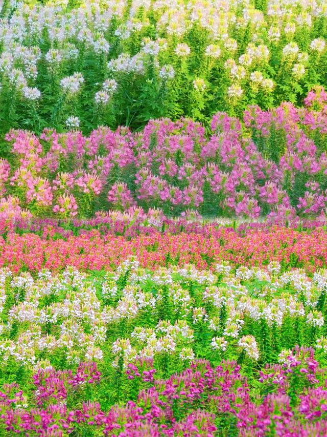廣州秋日醉蝶花海正當時,等你入畫 廣州秋日醉蝶花海正當時,等你入畫