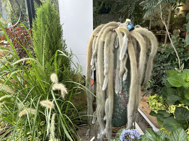 🌿 深圳花卉市場｜與植物來場浪漫的近距離約會 🌸