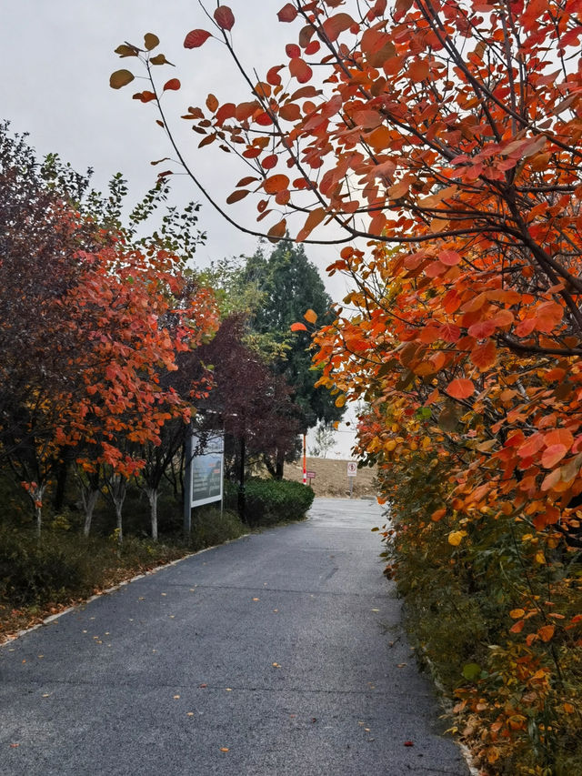 濟南將山秋日攻略｜免費氧吧裡的遛娃、拍秋全指南