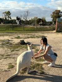 現實版神奇動物在哪裡袋鼠王國超全攻略