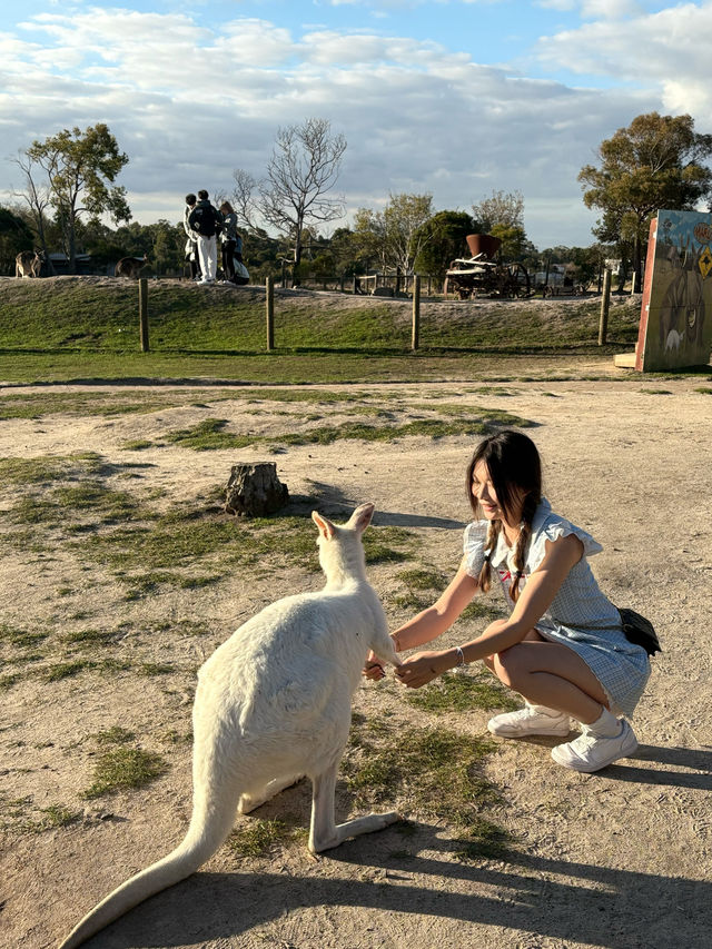 現實版神奇動物在哪裡袋鼠王國超全攻略 現實版神奇動物在哪裡袋鼠王國超全攻略