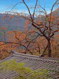 武漢2h直達！中國甜柿第一村，秋天就該這麼玩