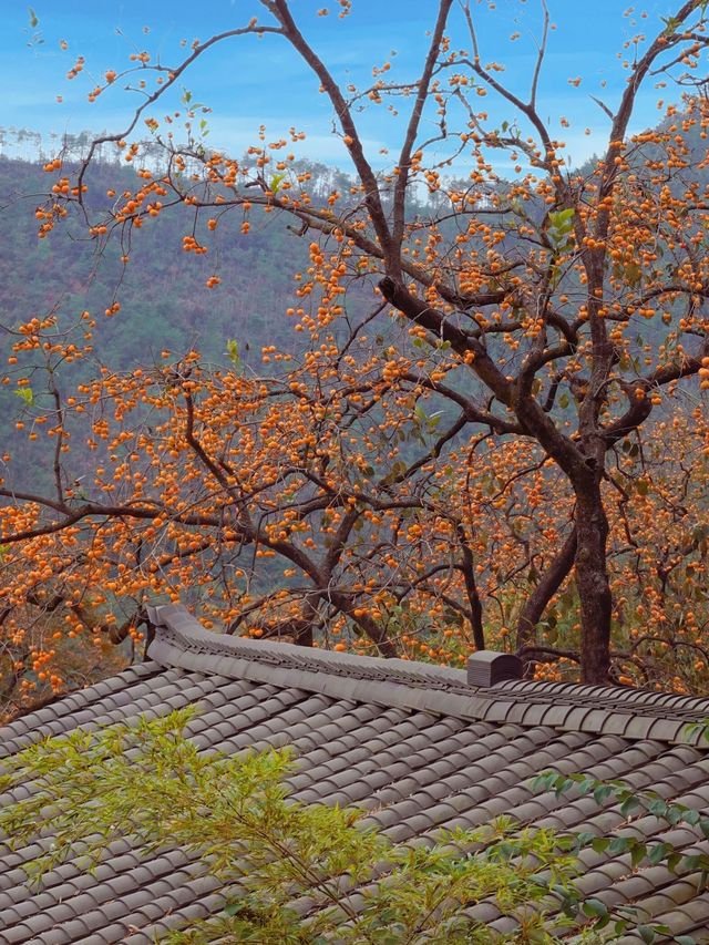 武漢2h直達！中國甜柿第一村，秋天就該這麼玩