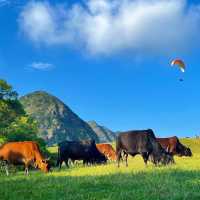 🌿홍콩의 숨은 명소, 마피산 앙평 초원 하이킹