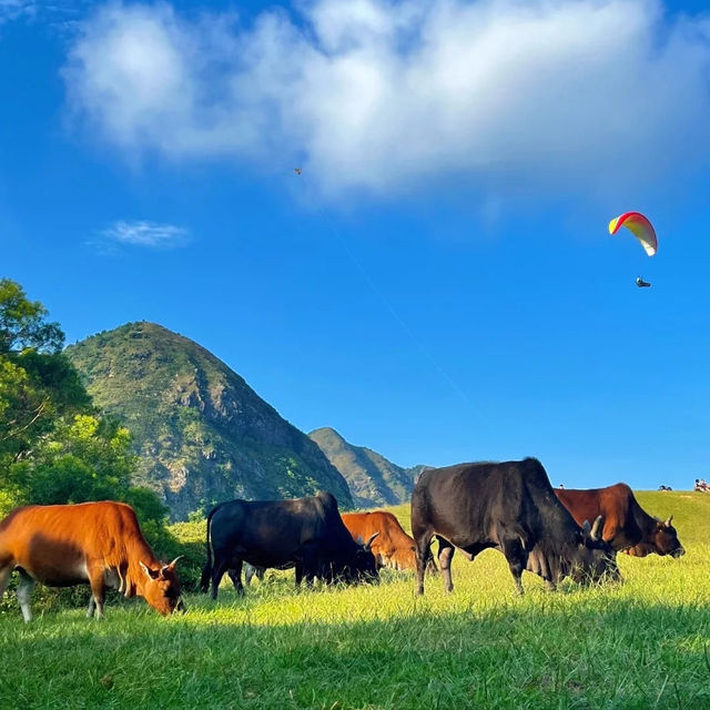 🌿홍콩의 숨은 명소, 마피산 앙평 초원 하이킹