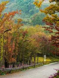 注意!這不是油畫,而是成都的彩色秋天!