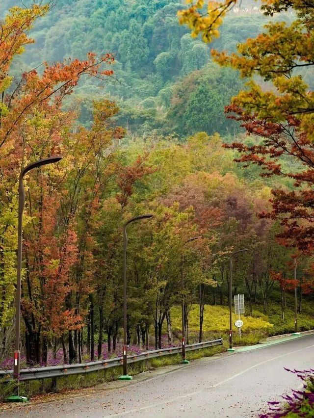 注意!這不是油畫,而是成都的彩色秋天! 注意!這不是油畫,而是成都的彩色秋天!