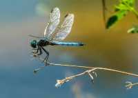 疫情前的奇幻之旅在博茨瓦納奧卡萬戈遇見非洲象