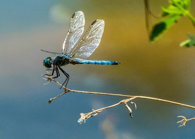 疫情前的奇幻之旅在博茨瓦納奧卡萬戈遇見非洲象
