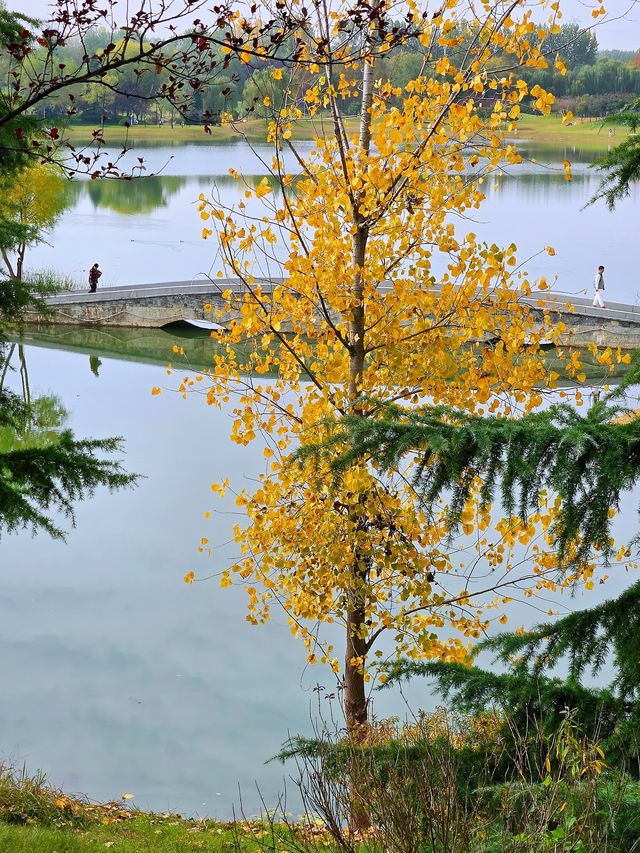 沣河梁家灘,最後的秋色 沣河梁家灘,最後的秋色