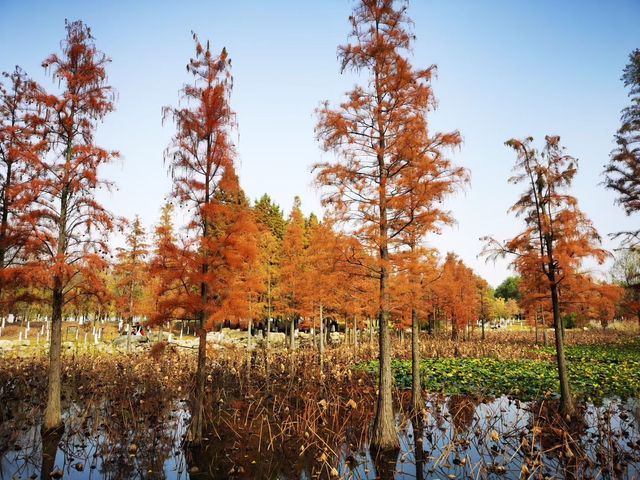 煙台深秋絕美打卡!住進希爾頓賞水杉秘境 煙台深秋絕美打卡!住進希爾頓賞水杉秘境