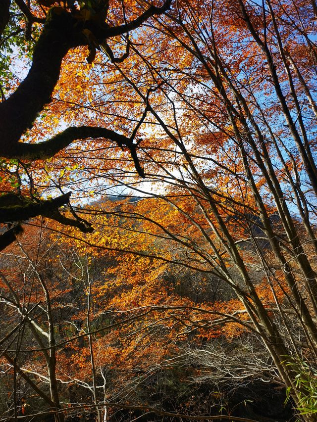 勉縣秋色的隱秘角落！雲霧山徒步解鎖神仙瀑布   必衝理由：  紅葉與瀑布的視覺暴擊！無人