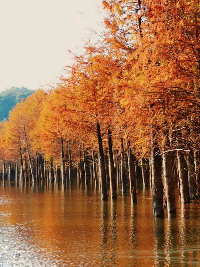 最新皖南川藏線的秋，藏在這片紅海裏。