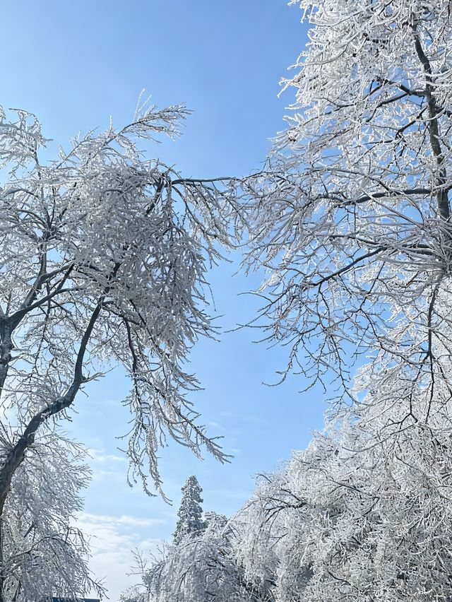 廬山第一場霧淞真的太美了