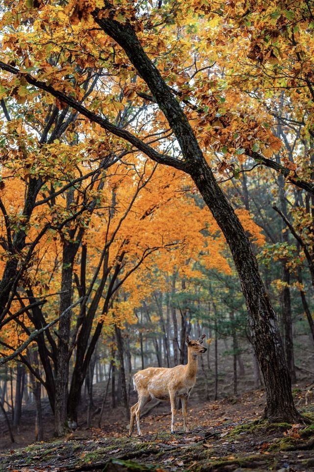 亞布力秋染五花山，暖居枕雪待晴光