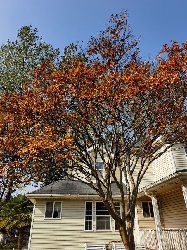 南京綠博園 拍照打卡休閒觀景溜娃走起來