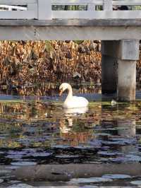 這個秋天一定要嚟莫愁湖！
