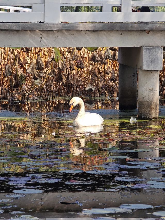 這個秋天一定要嚟莫愁湖！
