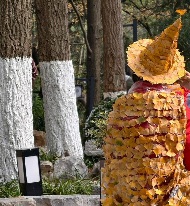 秋日必打卡！南京清涼山銀杏谷免費逛這樣玩更盡興！