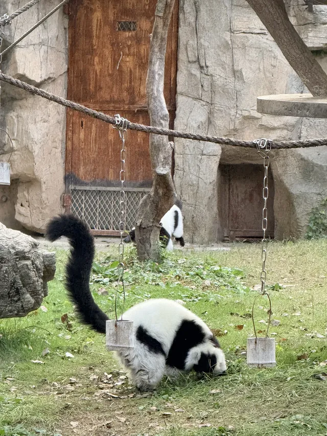 Lk|上野動物園 Lk|上野動物園