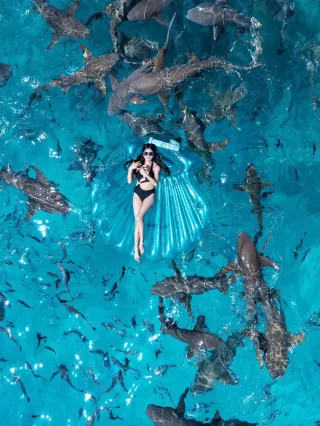 20 Original Photos Straight Out Stunning Nurse Shark Aerial Photography