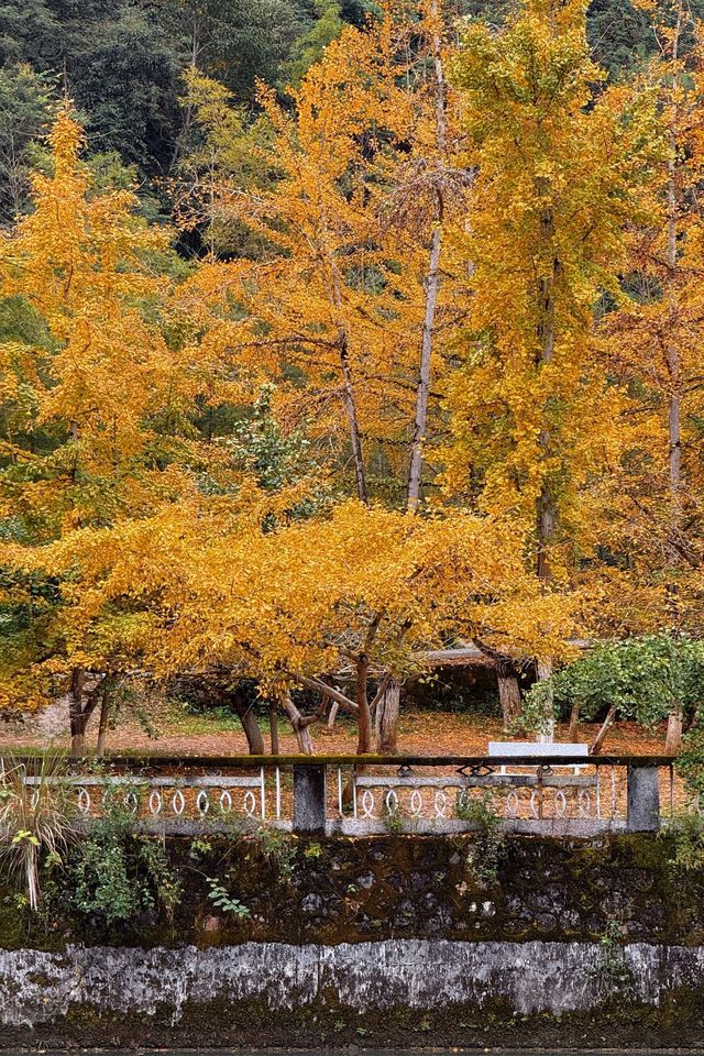 接下來這將是廣東賞秋天花板……