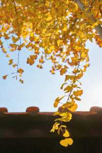 12月預告｜承天寺銀杏黃，是古城最絕的秋意