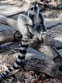 上海野生動物園全攻略：輕鬆遛娃不踩雷