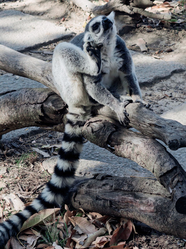 上海野生動物園全攻略：輕鬆遛娃不踩雷