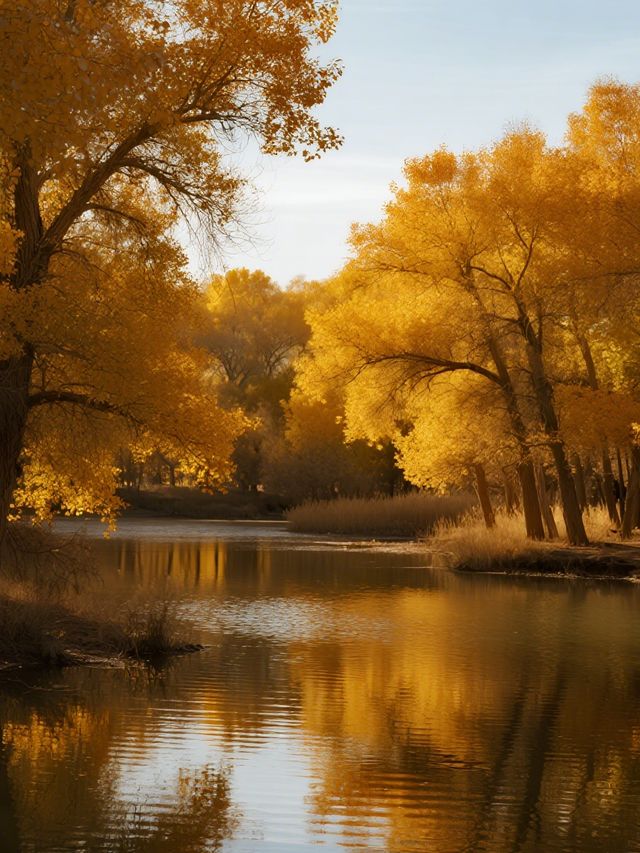 金塔胡楊林親子行|帶娃解鎖秋日胡楊秘境 金塔胡楊林親子行|帶娃解鎖秋日胡楊秘境