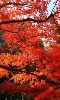 嶽麓山懶人一日遊攻略（超詳細版）