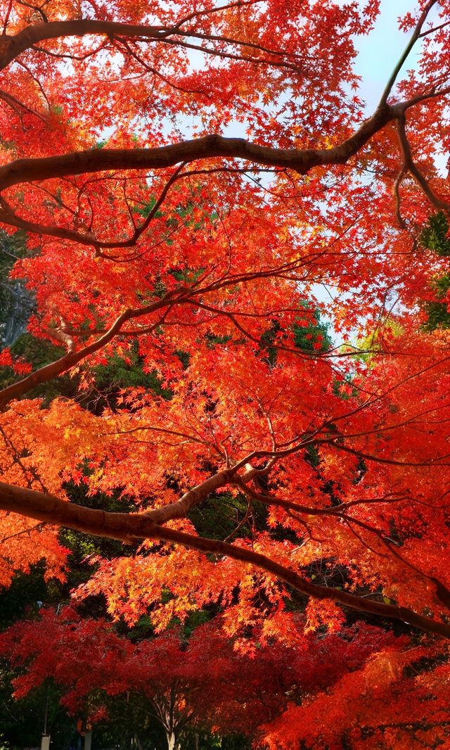 嶽麓山懶人一日遊攻略（超詳細版）