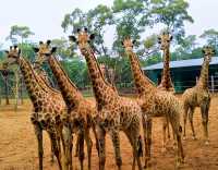 萌獸遍地！海野治癒之旅超全攻略