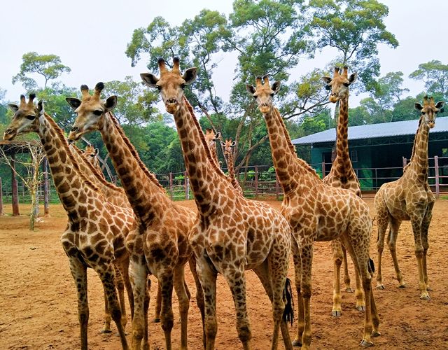 萌獸遍地！海野治癒之旅超全攻略