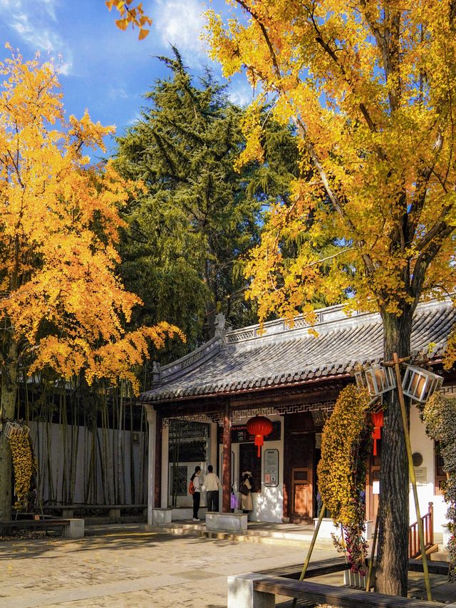 上海小眾秋色天花板一扇金色之門驚艷了深秋！