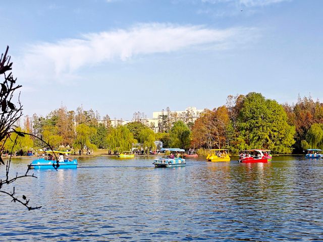 超全攻略!冬日共青森林公園賞秋絕了 超全攻略!冬日共青森林公園賞秋絕了
